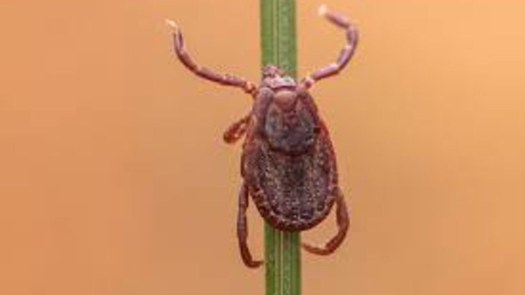 istanbul’da-gorulen-“rhipicephalus”-turu-keneler-tehlike-olusturmuyor