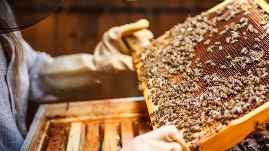 bakanliktan-aricilara-oneri:-aricilik-turizmi