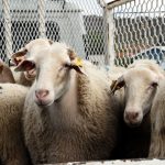 TDV’den Gençlere Özel Kurban Seferberliği: “İlk Kurbanım İlk İyiliğim” Başladı