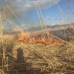 Van’ın Muradiye ilçesinde sazlık yangını