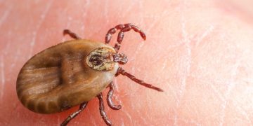 Sivas’ta Kırım Kongo Kanamalı Ateşi Şüphesiyle Bir Can Kaybı Daha